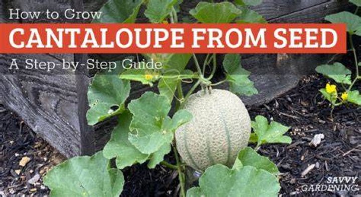 How deep should cantaloupe seeds be planted