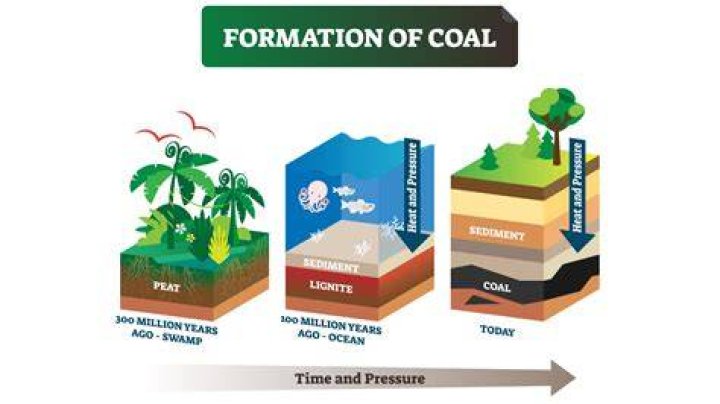 How did the coal form