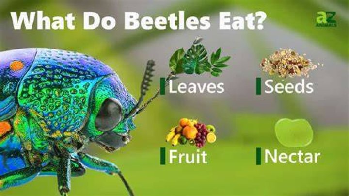 How do beetles eat