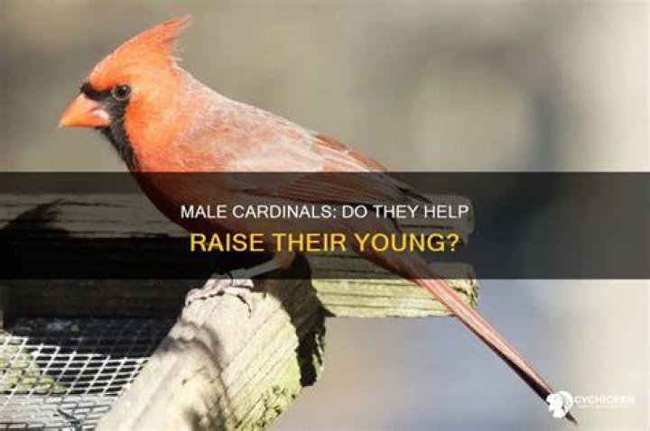 How do Cardinals raise their young