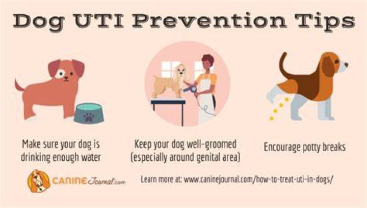 How do dogs get UTI infections