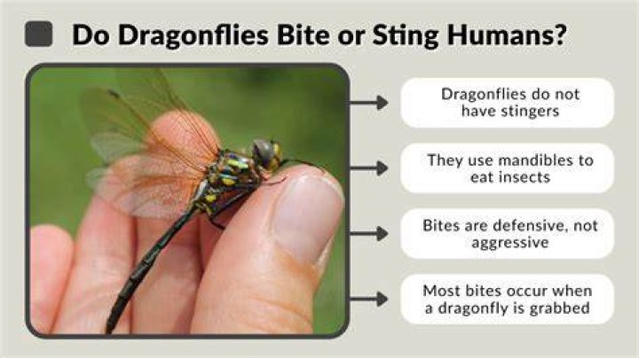 How do dragonflies kill their prey