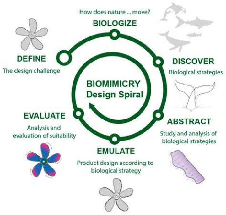 How do engineers use biomimicry