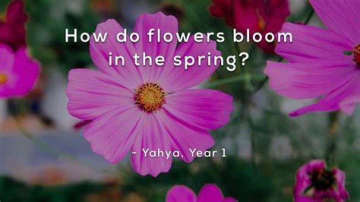 How do flowers bloom in the spring