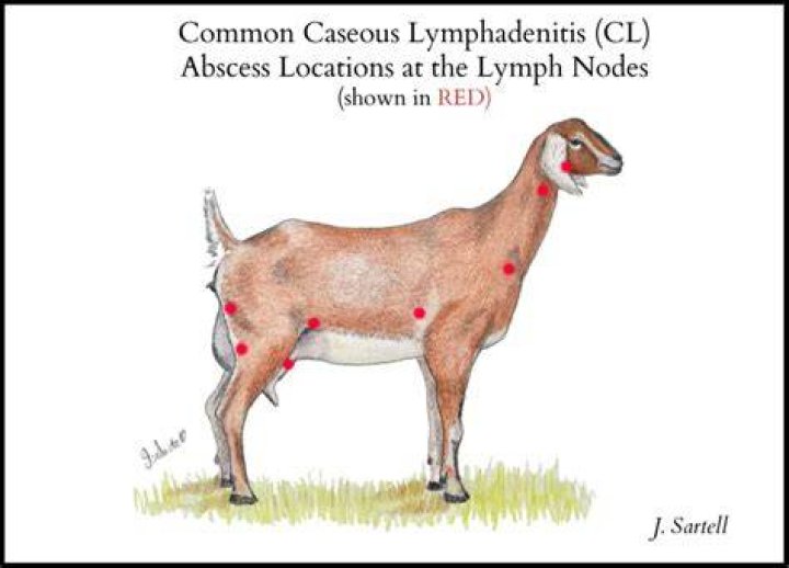 How do goats get Caseous lymphadenitis