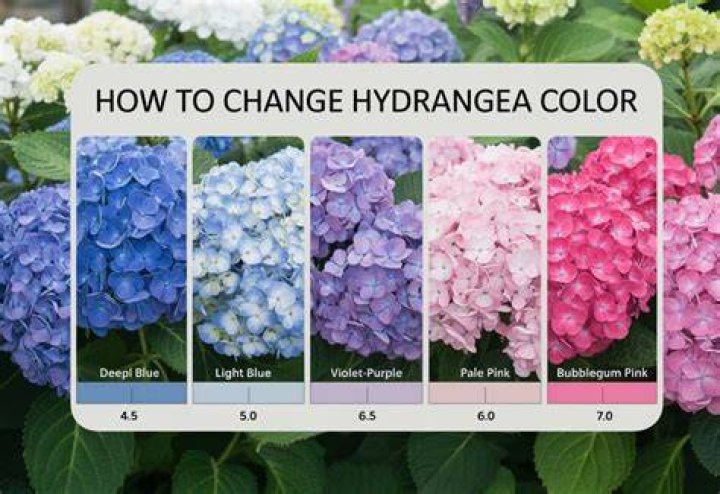 How do I change my hydrangea from pink to blue