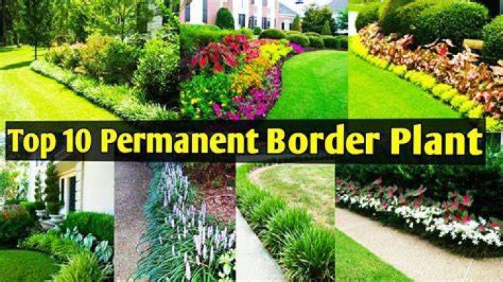 How do I choose a border for my plant