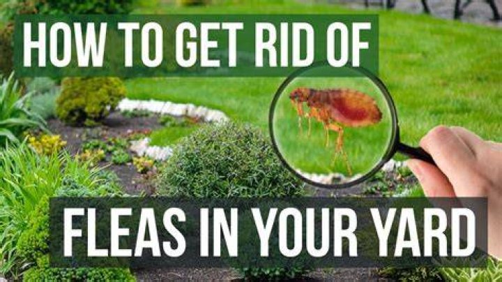 How do I control fleas outside