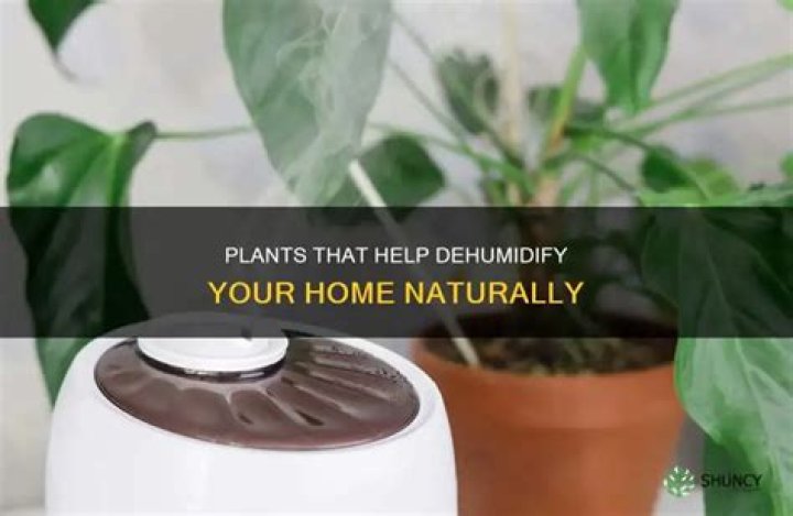 How do I dehumidify naturally