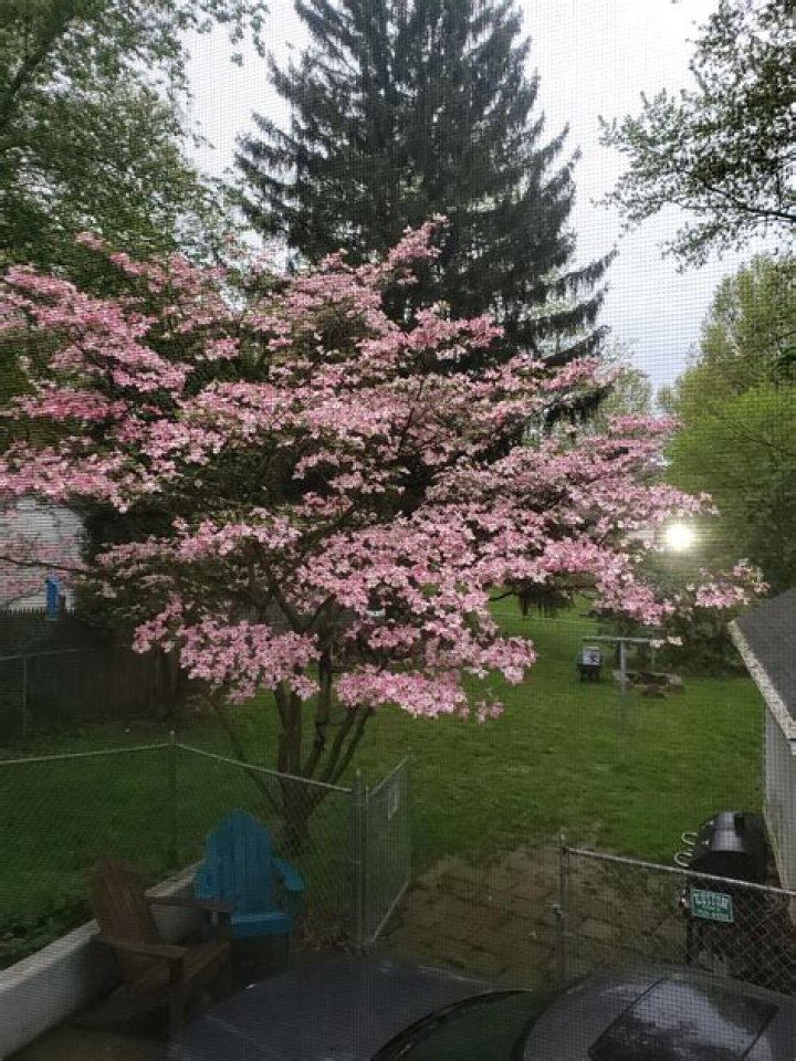 How do I get my pink dogwood to bloom