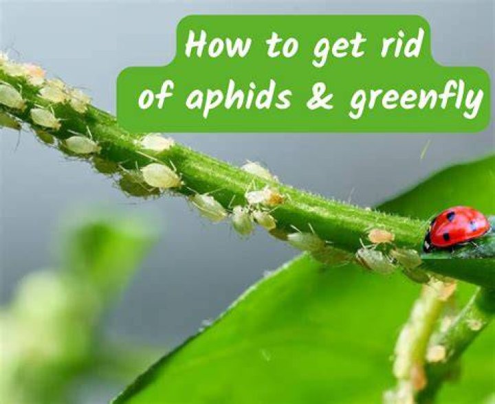 How do I get rid of aphids on my lupins