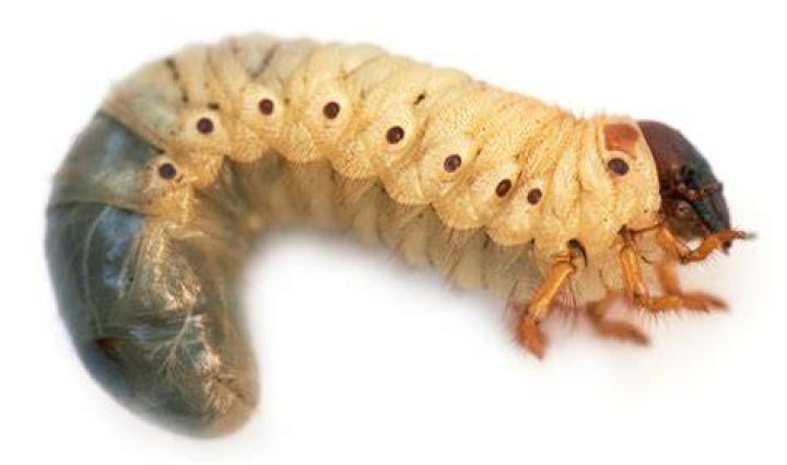 How do I identify a grub