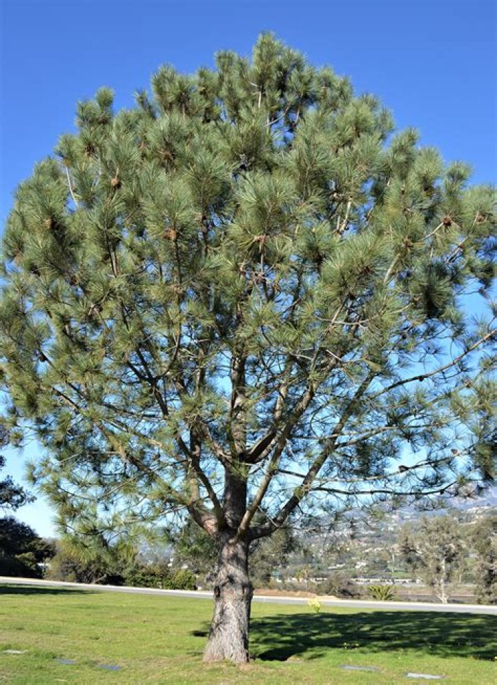 How do I identify a Torrey pine