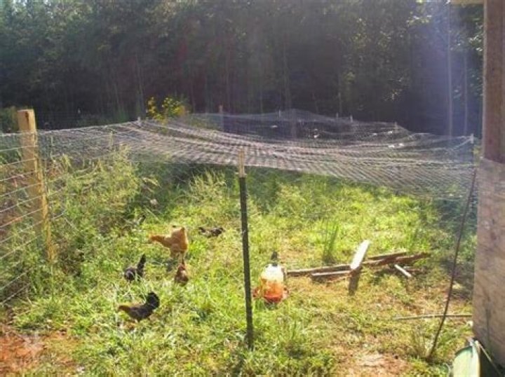 How do I keep birds out of my chicken run