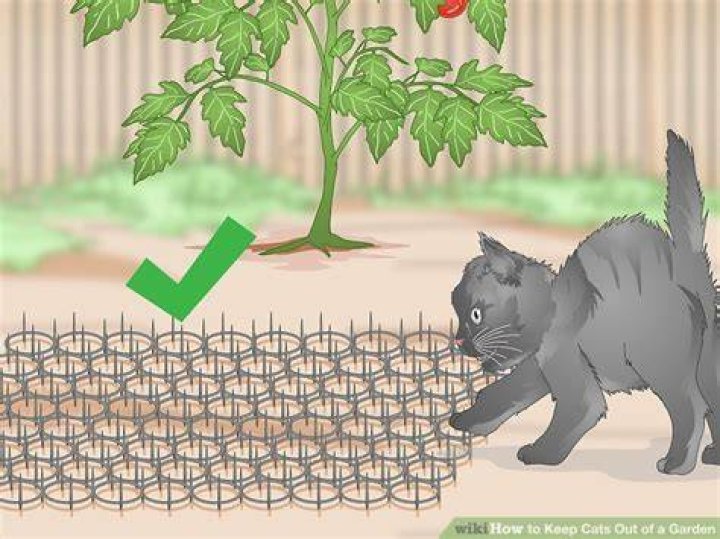 How do I keep cats off my garden
