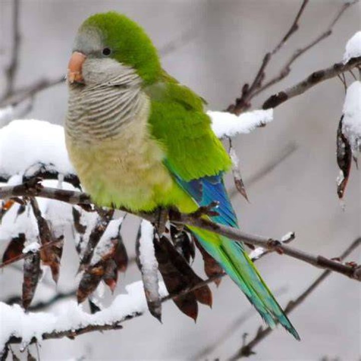 How do I keep my bird cage warm