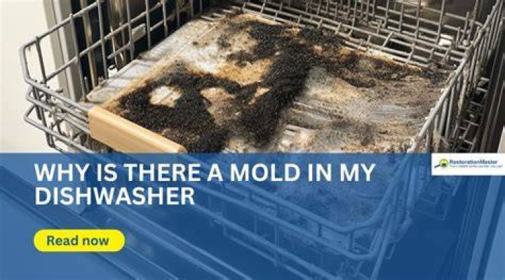 How do I prevent black mold in my dishwasher