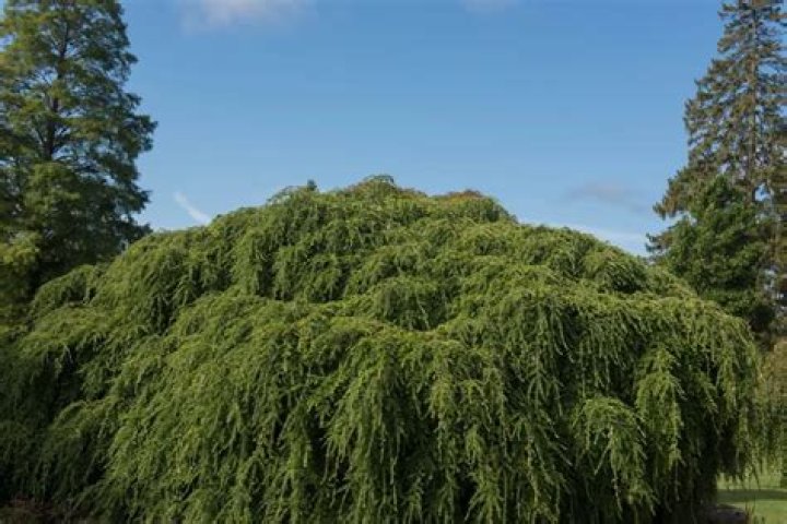 How do I prune a Hemlock