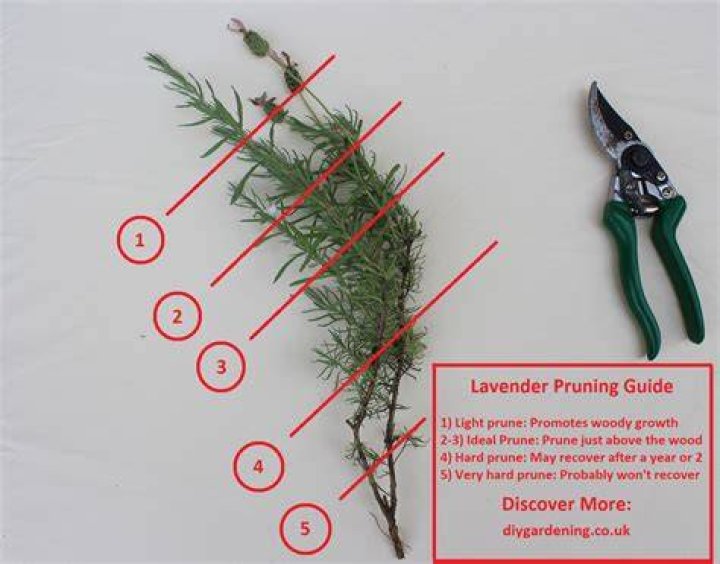How do I prune a lavender bush