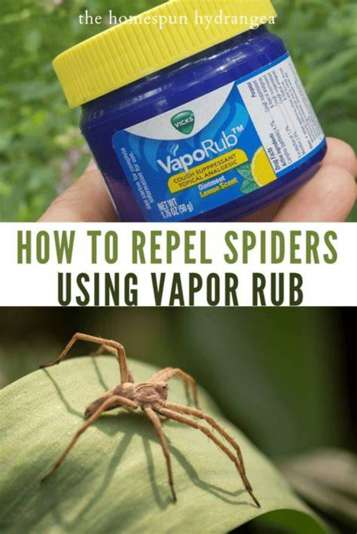 How do I repel spiders from my shed