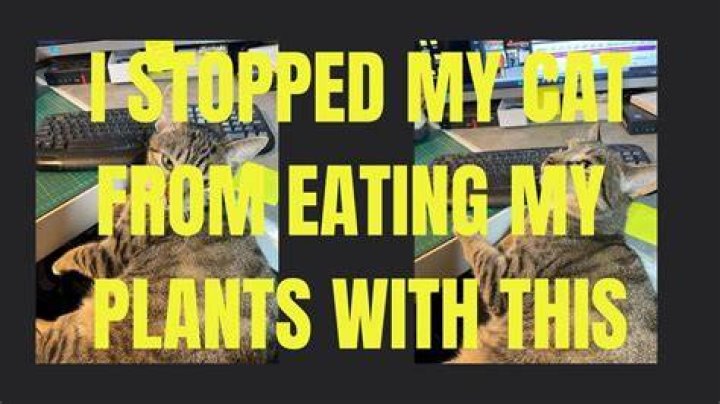 How do I stop my cat from chewing my plants