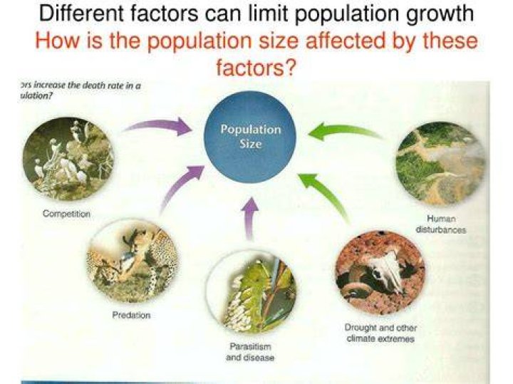 How do limiting factors affect the growth of populations