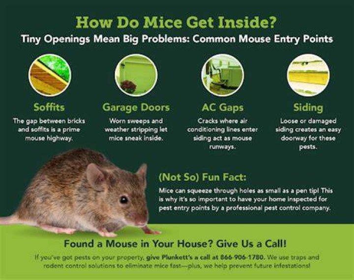 How do mice get in the house