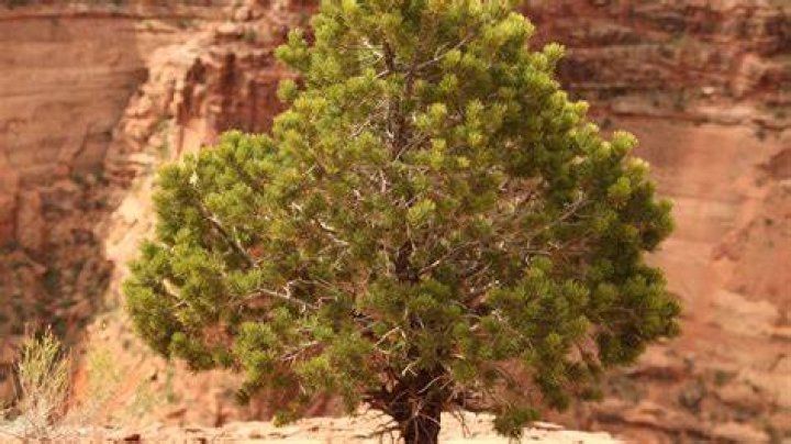 How do pinon trees grow
