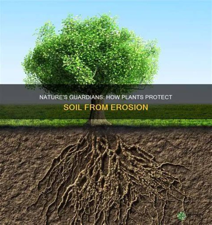 How do plants protect the soil