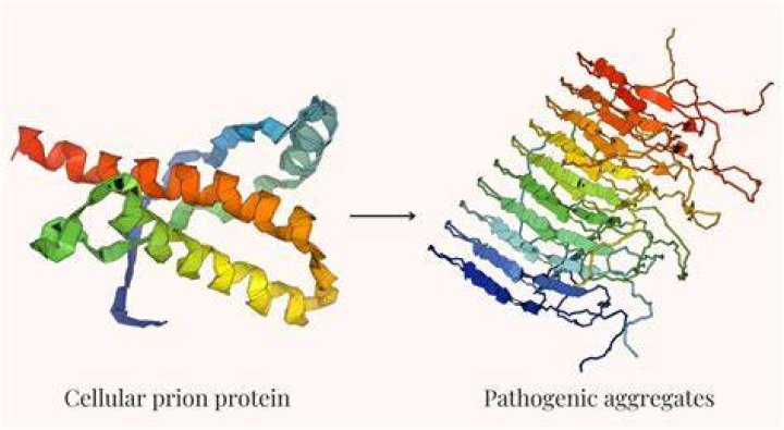 How do prions denature