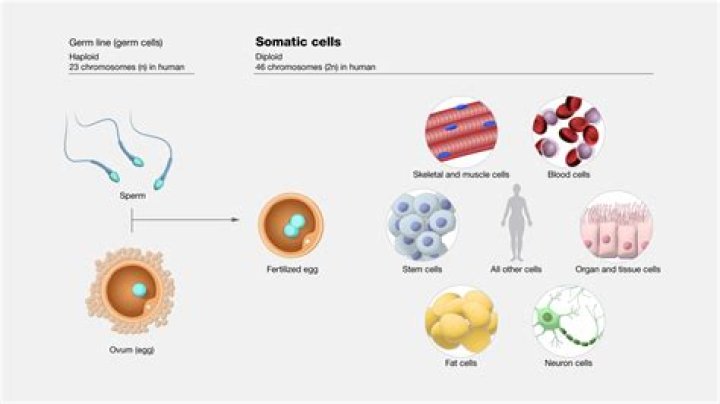 How do somatic cells replicate