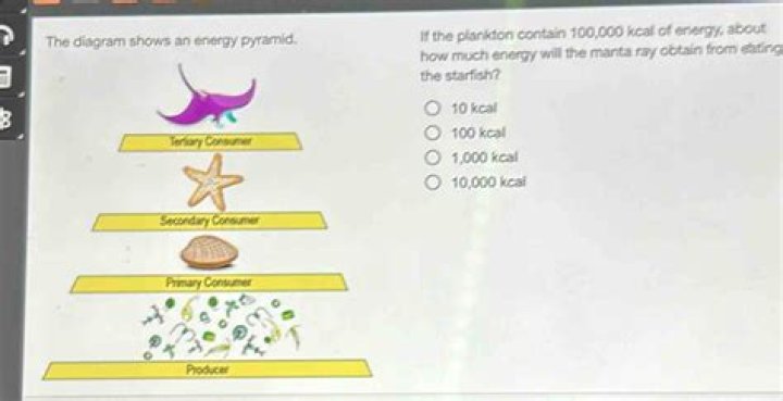 How do starfish obtain energy