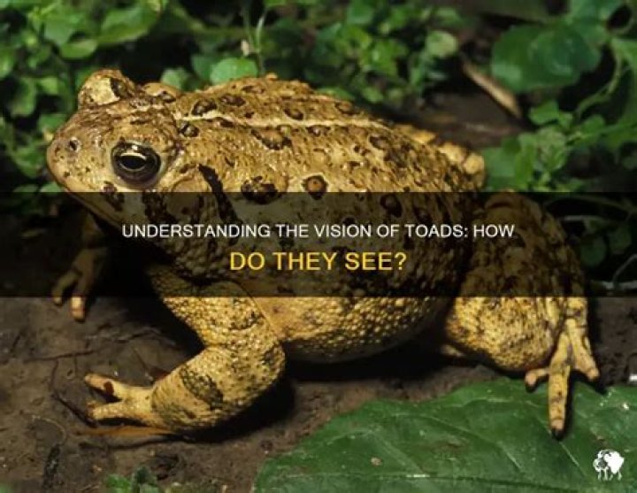 How do toads see