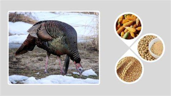 How do turkeys get pregnant