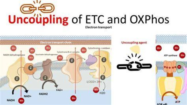 How do Uncouplers affect electron transport chain and oxidative phosphorylation