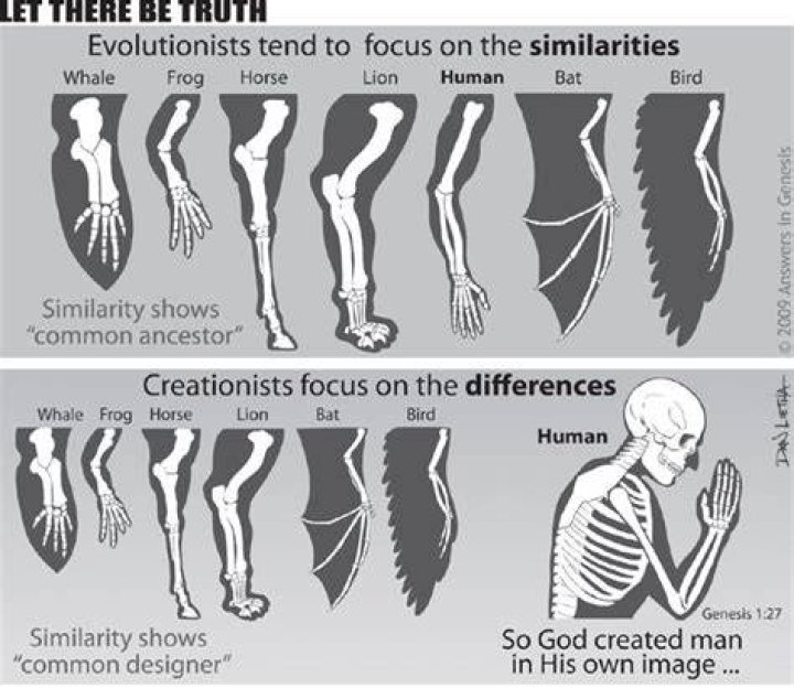 How do vestigial structures provide evidence for evolution