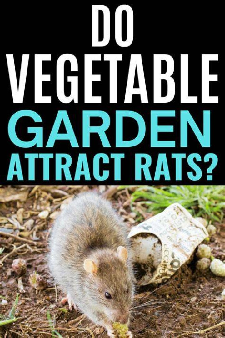 How do you attract rats