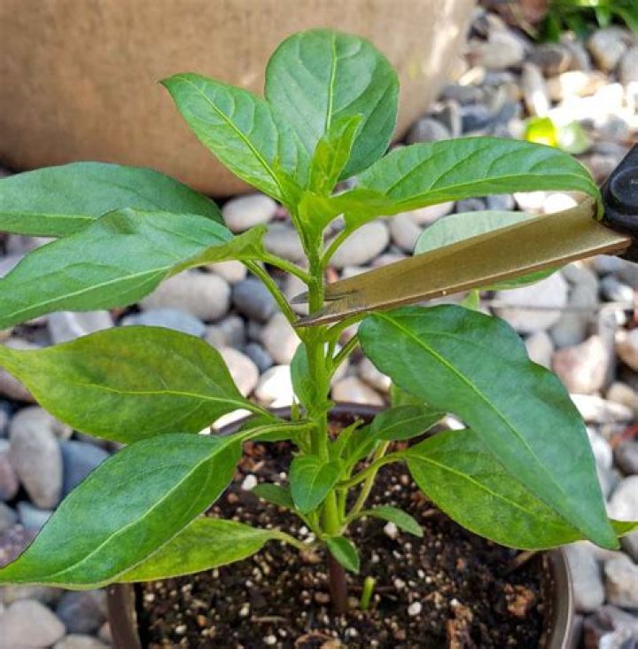 How do you bring a chilli plant back to life
