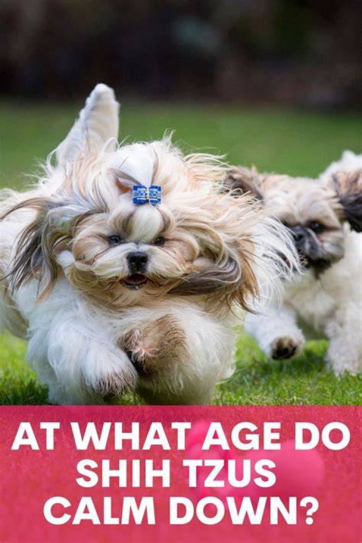 How do you calm down a hyper Shih Tzu