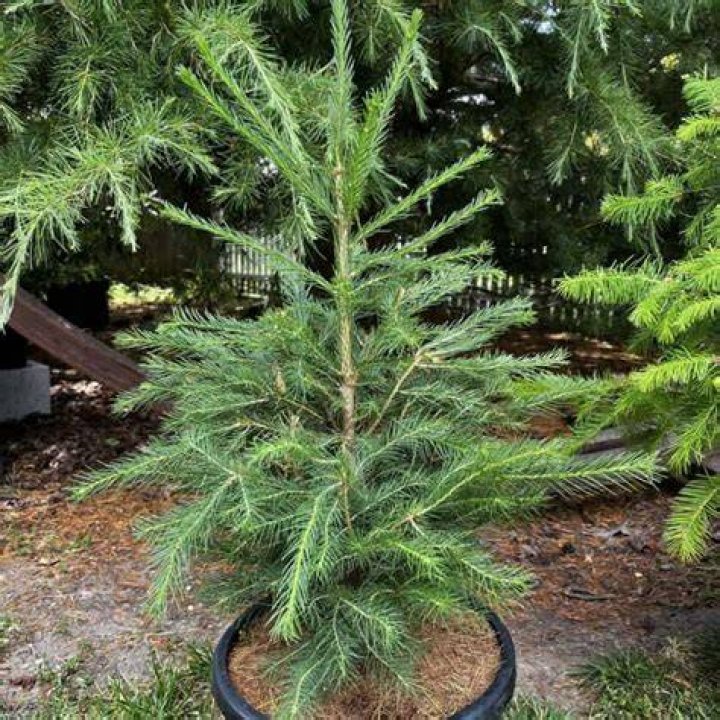 How do you care for a potted Norway spruce
