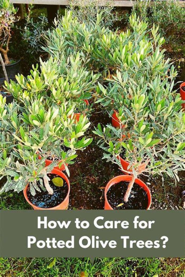 How do you care for an olive tree