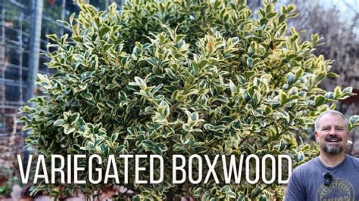 How do you care for variegated boxwoods