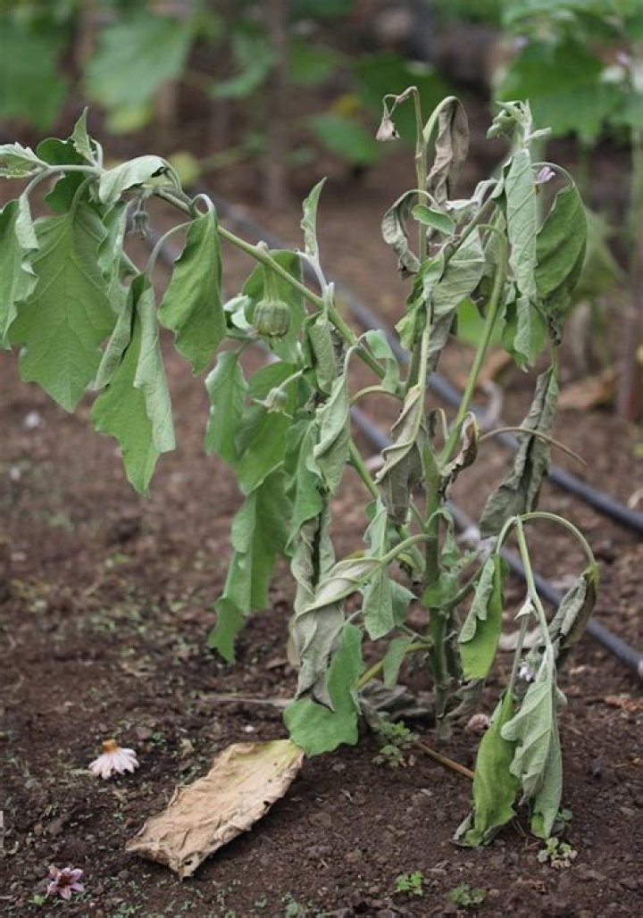 How do you control bacterial wilt in brinjal
