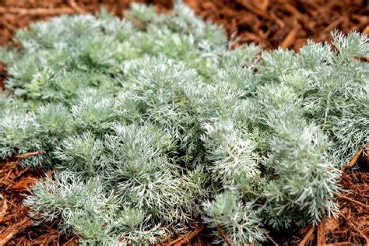 How do you cut and shape a silver mound artemisia