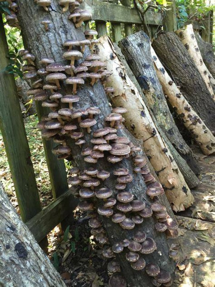How do you do mushroom logs