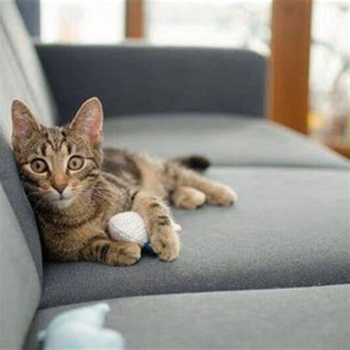 How do you entertain an intelligent cat