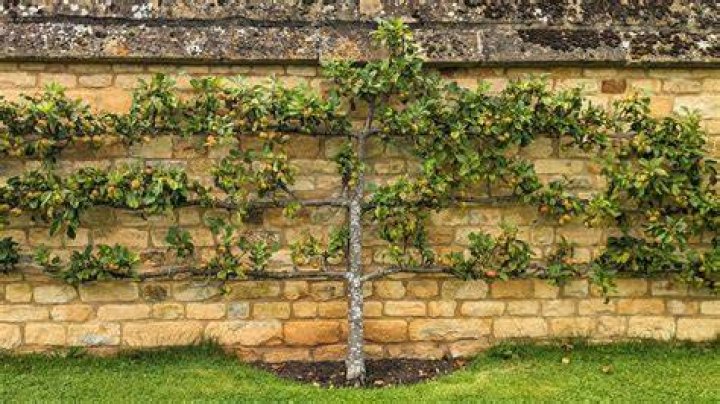 How do you Espalier