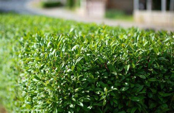 How do you fertilize Ligustrum hedges