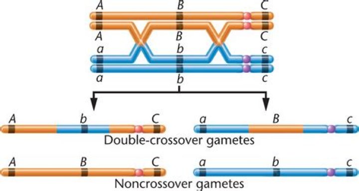 How do you find the observed double crossover