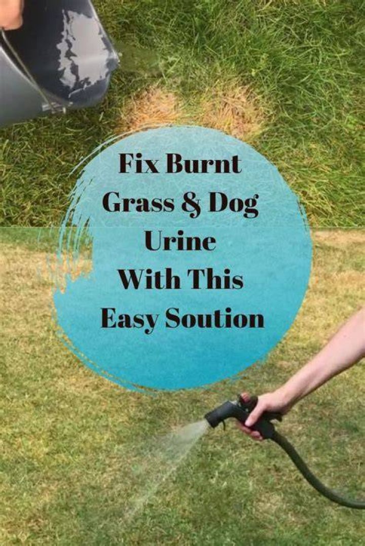How do you fix grass damage from dog urine